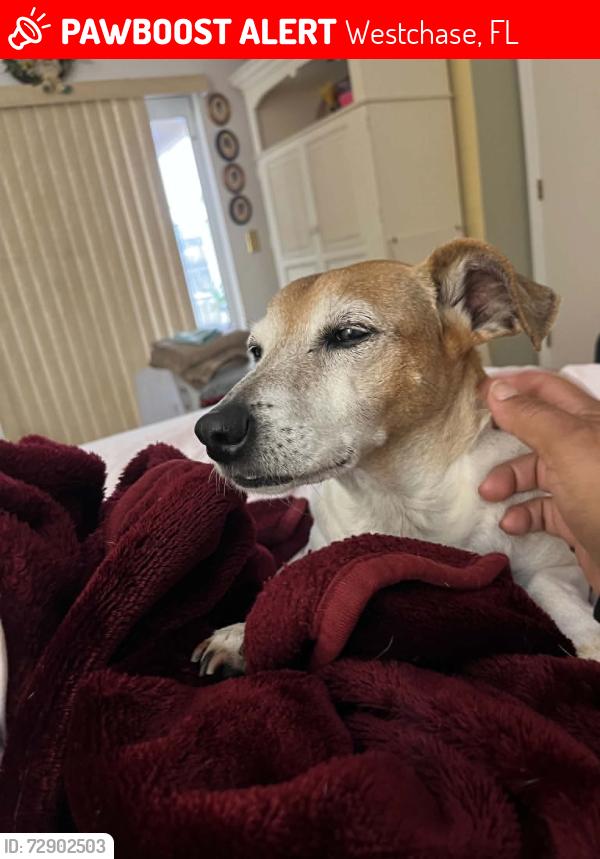Lost Male Dog last seen colorado Pl and fawn ridge, Westchase, FL 33626
