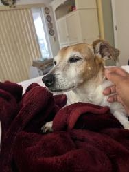 Lost Male Dog last seen colorado Pl and fawn ridge, Westchase, FL 33626