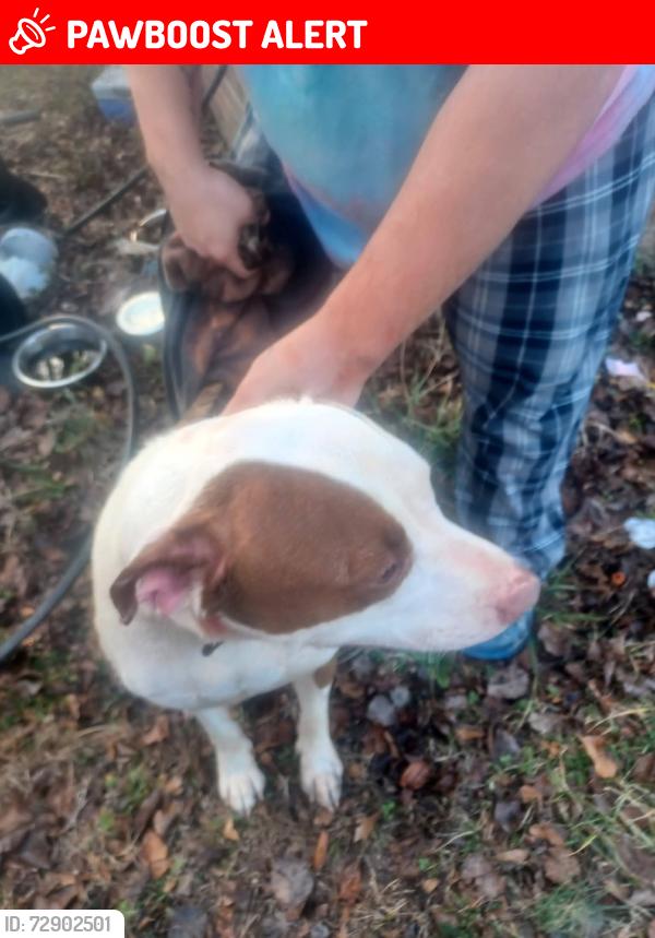 Lost Male Dog last seen Longbranch Road, Cleveland County, NC 28073