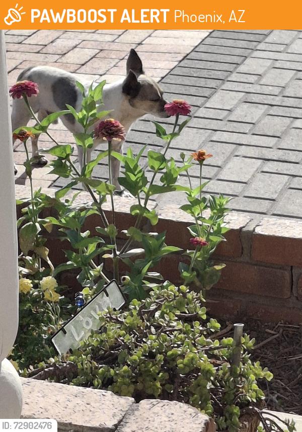 Found/Stray Male Dog last seen Near W. Davidson Ln, Phoenix, AZ 85051