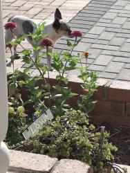 Found/Stray Male Dog last seen Near W. Davidson Ln, Phoenix, AZ 85051
