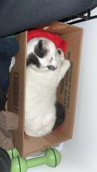 Lost Male Cat last seen Near wetherfield street unit 21, London, ON N6H 0B6
