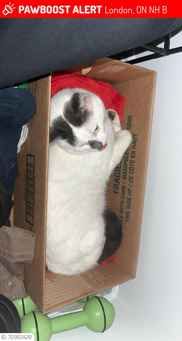 Lost Male Cat last seen Near wetherfield street unit 21, London, ON N6H 0B6