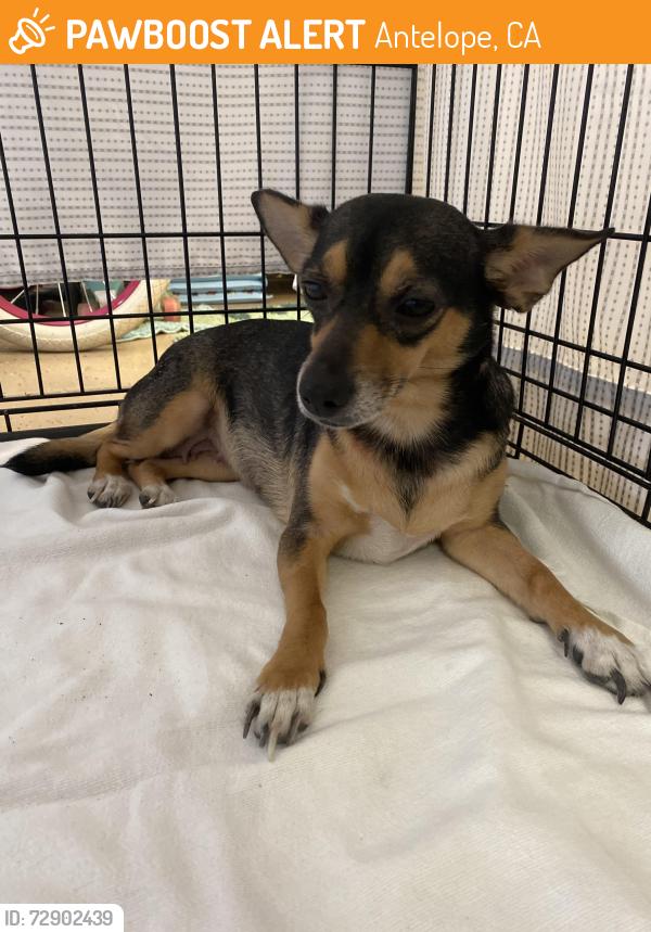 Found/Stray Female Dog last seen Found 8636 N Antelope Road in Gilmore Heating back parking lot , Antelope, CA 95843