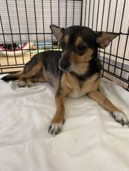 Found/Stray Female Dog last seen Found 8636 N Antelope Road in Gilmore Heating back parking lot , Antelope, CA 95843