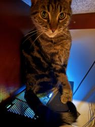 Lost Female Cat last seen MAA Denton Pointe apmts, Kansas City, MO 64151