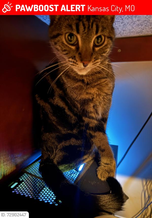 Lost Female Cat last seen MAA Denton Pointe apmts, Kansas City, MO 64151