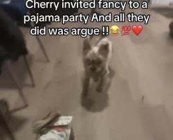 Reunited Female Dog last seen Mother Gaston Belmont and Pitkin ave Brooklyn  brownsville, Brooklyn, NY 11207