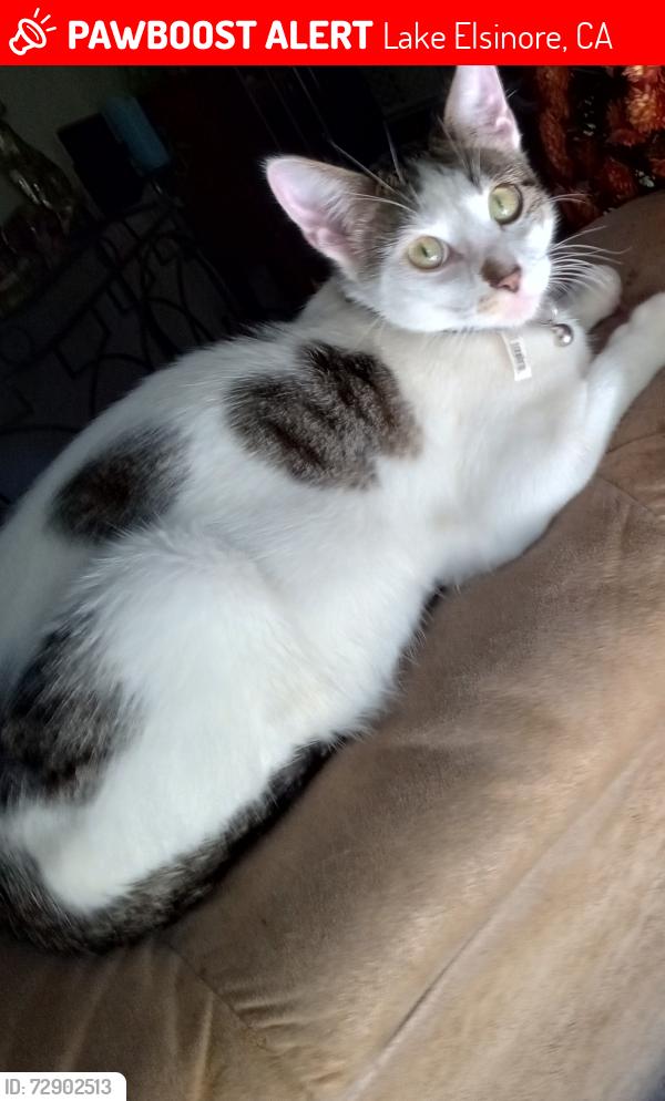Lost Male Cat last seen Brightman & Brenner , Lake Elsinore, CA 92530