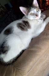Lost Male Cat last seen Brightman & Brenner , Lake Elsinore, CA 92530