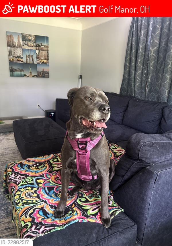 Lost Female Dog last seen Golf Manor, OH, USA, Golf Manor, OH 45237