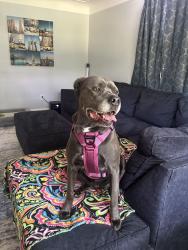 Lost Female Dog last seen Golf Manor, OH, USA, Golf Manor, OH 45237