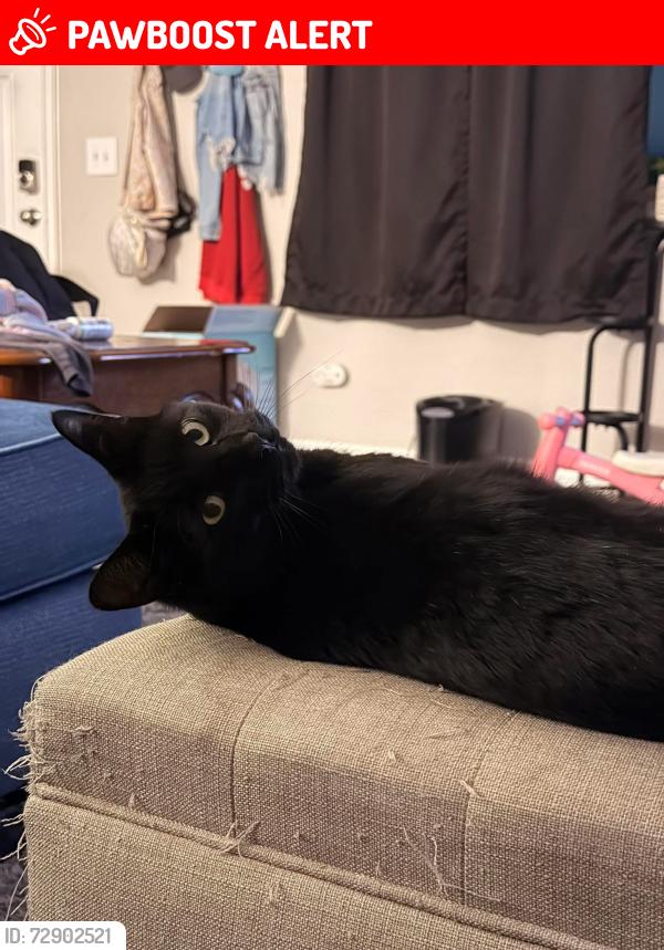 Lost Male Cat last seen Shawnee ct and Shawnee Dr , Colorado Springs, CO 80915