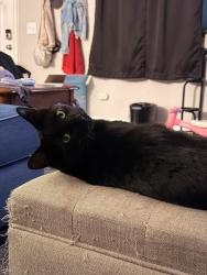Lost Male Cat last seen Shawnee ct and Shawnee Dr , Colorado Springs, CO 80915