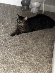 Reunited Male Cat last seen Piney Green, Jacksonville, NC 28544