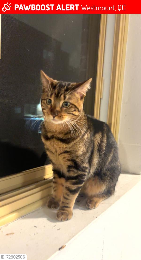 Lost Male Cat last seen metcalfe/saint-catherine, Westmount, QC 