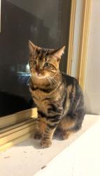 Lost Male Cat last seen metcalfe/saint-catherine, Westmount, QC 