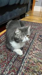 Found/Stray Male Cat last seen Old street, Greater London, England E13