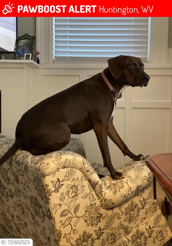 Lost Female Dog last seen Near 9th Ave and 5th street , Huntington, WV 25701