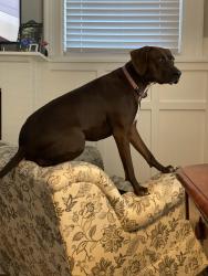 Lost Female Dog last seen Near 9th Ave and 5th street , Huntington, WV 25701