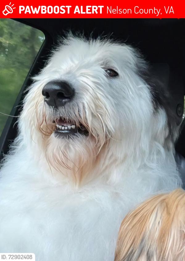 Lost Female Dog last seen Gorges drive Faber va, Nelson County, VA 22938