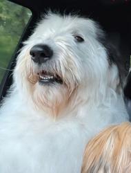 Lost Female Dog last seen Gorges drive Faber va, Nelson County, VA 22938