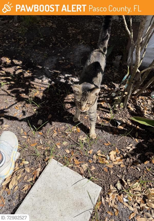 Found/Stray Male Cat last seen Fox Hollow and Regency, Pasco County, FL 34668