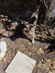 Found/Stray Male Cat last seen Fox Hollow and Regency , Pasco County, FL 34668