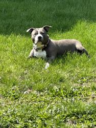 Reunited Female Dog last seen W 25th Sunoco gas station, Cleveland, OH 44113