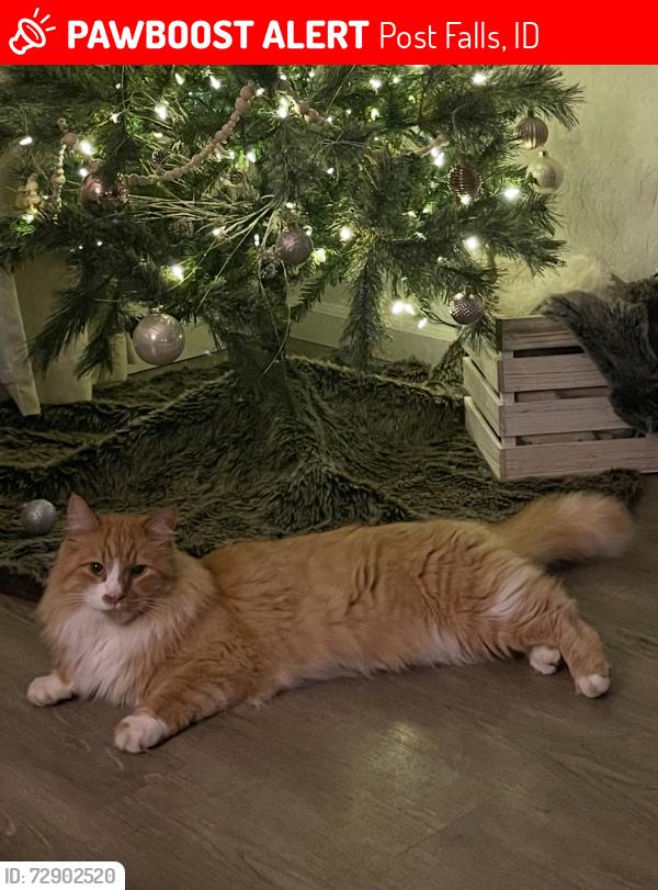 Lost Male Cat last seen Grange & Vanwinkle. West of Prairie Falls golf course., Post Falls, ID 83854