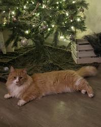 Lost Male Cat last seen Grange & Vanwinkle. West of Prairie Falls golf course. , Post Falls, ID 83854