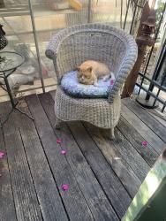 Found/Stray Male Cat last seen Aargon Blbd and Rolando Blvd, San Diego, CA 92115