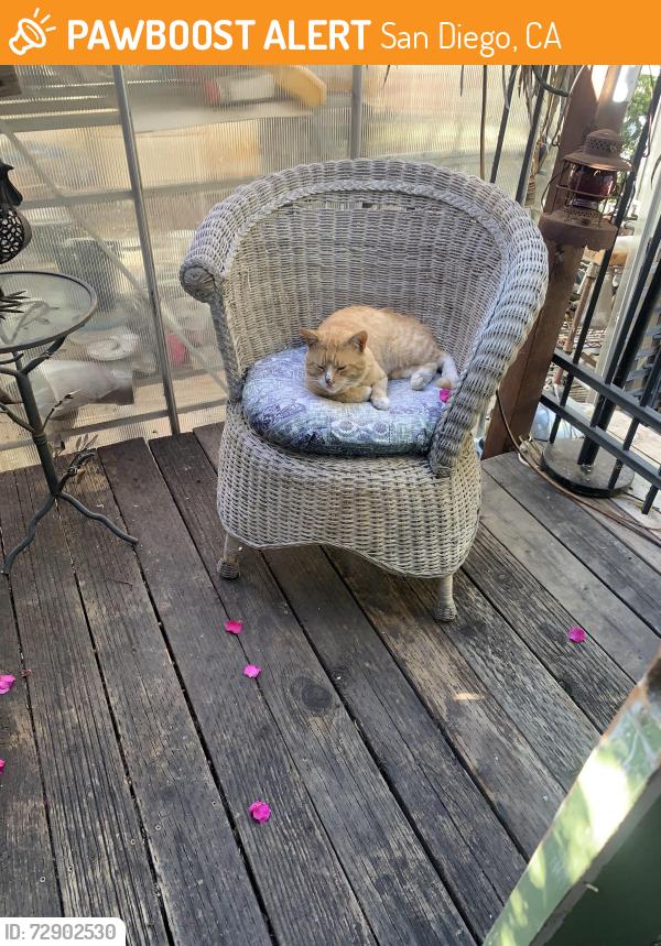 Found/Stray Male Cat last seen Aargon Blbd and Rolando Blvd, San Diego, CA 92115