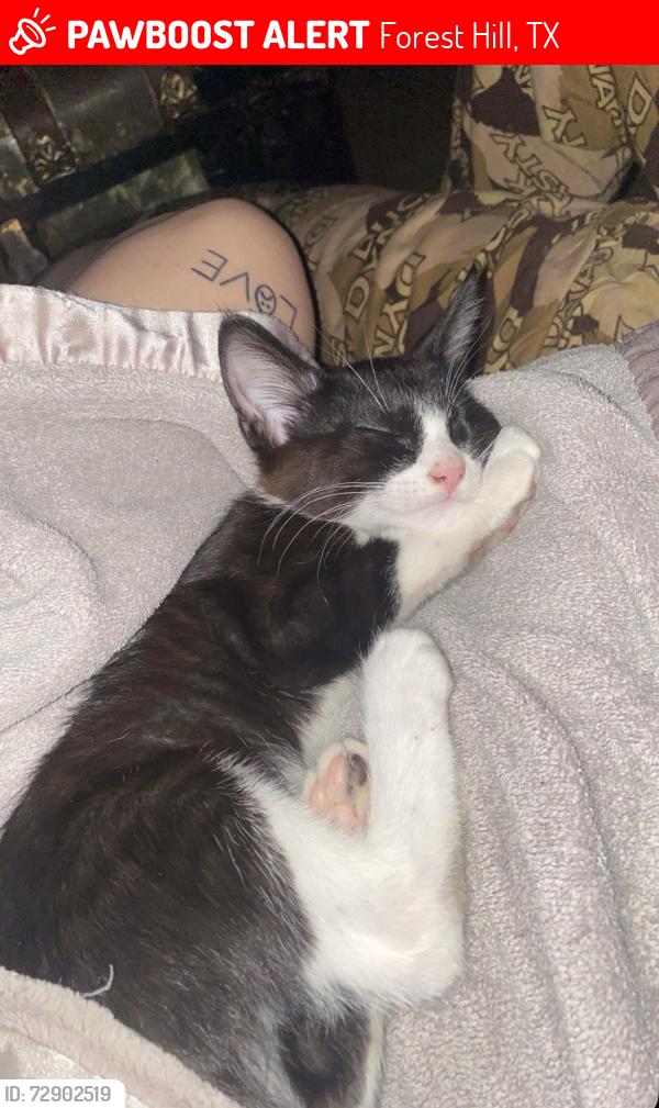 Lost Male Cat last seen behind the woodsprings suites hotel, the manager at the time threw him outside without telling me or my husband, Forest Hill, TX 76119