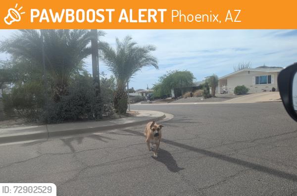 Found/Stray Unknown Dog last seen N 14th St & E Dunlap Ave, by the Phoenix Mountains Preserve , Phoenix, AZ 85020