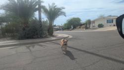 Found/Stray Unknown Dog last seen N 14th St & E Dunlap Ave, by the Phoenix Mountains Preserve , Phoenix, AZ 85020