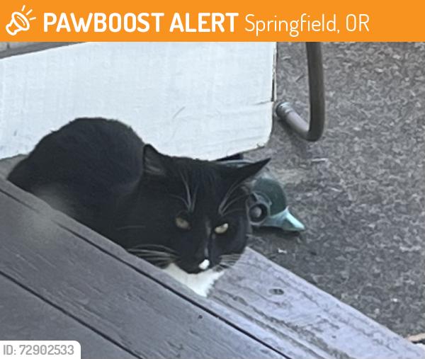 Found/Stray Unknown Cat last seen 45th st, Volunteer Park Nearby, Springfield, OR 97478