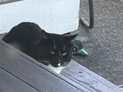 Found/Stray Unknown Cat last seen 45th st, Volunteer Park Nearby, Springfield, OR 97478