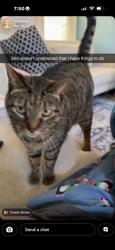 Lost Female Cat last seen Zionsville Middle School, Village Walk Subdivision, Oak & Ford Street, Zionsville, IN 46077