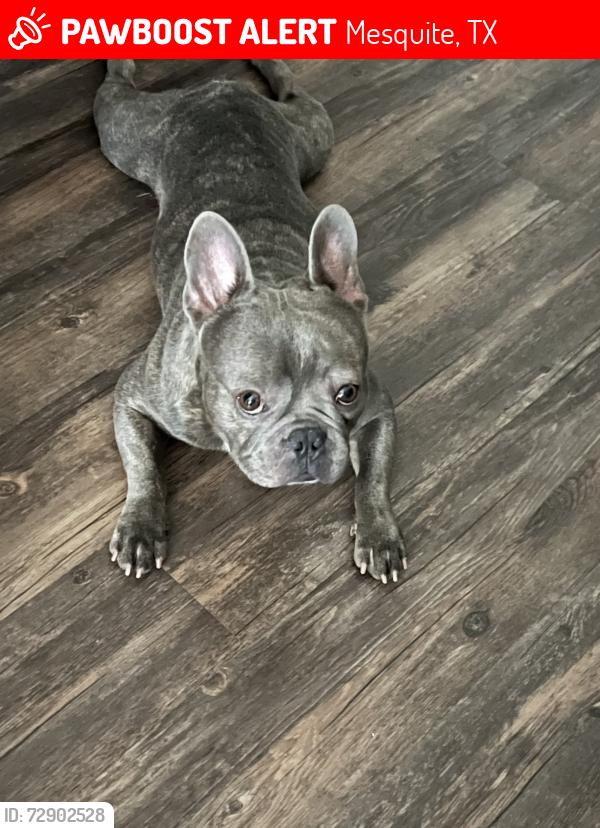 Lost Male Dog last seen Near Cedarbrook Dr , Mesquite, TX 75181