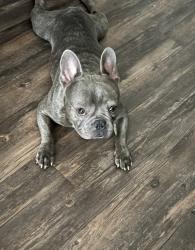 Lost Male Dog last seen Near Cedarbrook Dr , Mesquite, TX 75181