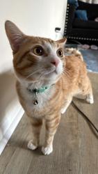 Reunited Male Cat last seen Chamberlain Ave and Cumberland Ave , Paterson, NJ 07502