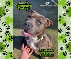 Shelter Stray Male Dog last seen Fresno ST & Vaness Ave, Fresno Zone Fresno City A 93722, CA, Fresno, CA 93706