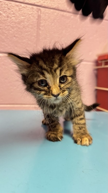 Shelter Stray Female Cat last seen El Paso, TX 79904, Fort Bliss, TX 79906