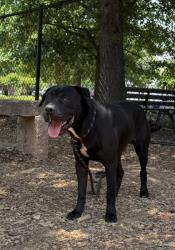 Shelter Stray Male Dog last seen , 30034, GA, Atlanta, GA 30341
