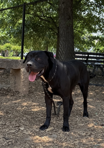 Shelter Stray Male Dog last seen , 30034, GA, Atlanta, GA 30341