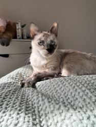 Shelter Stray Female Cat last seen Near Peachtree Rd NE, Atlanta, GA 30319, 30319, GA, Atlanta, GA 30341