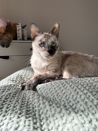Shelter Stray Female Cat last seen Near Peachtree Rd NE, Atlanta, GA 30319, 30319, GA, Atlanta, GA 30341