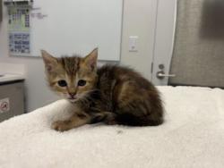 Shelter Stray Female Cat last seen E 55th and Cleveland Ave, KCMO, 64130, 64130, MO, Kansas City, MO 64132