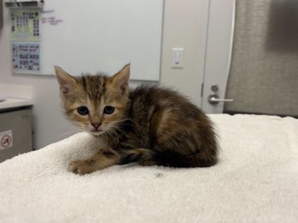 Shelter Stray Female Cat last seen E 55th and Cleveland Ave, KCMO, 64130, 64130, MO, Kansas City, MO 64132